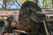 Ultimate Adventure with our Private One Day Komodo Tour