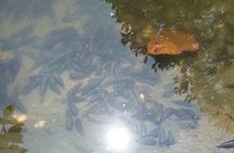Negombo Lagoon Safari private Tour (Monkey Island, Mangrove)
