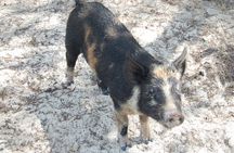 Private 3 hour Swimming Pigs and Snorkeling 
