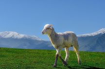 Private Guided Tour of Gulmarg from Srinagar