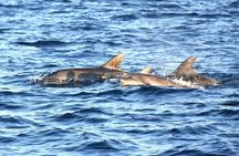 Fantastic DOLPHIN & SUNSET TOUR with dinner (Pula - NP BRIJUNI)