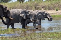 Maun Ngamiland 4-Day Guided Tour