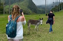 Cocora Valley Tour - Coffee Estate Tour - Salento Tour