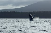 Sitka Sound Marine Wildlife Tour