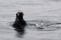 Sitka Sound Marine Wildlife Tour