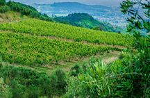 Wine trekking through the vineyards and wine tasting on the hills of Lucca