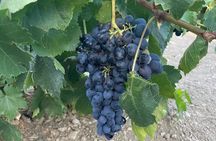 Naxos: Private Wine Three and Half-Hour Experience