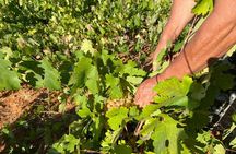 Naxos: Private Wine Three and Half-Hour Experience