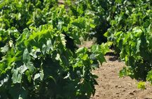 Naxos: Private Wine Three and Half-Hour Experience