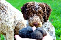 Truffle Hunting & Lunch halfway from Parma to Cinque Terre