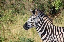 1 Day shared Safari Trip to Mikumi Np from Dar es salaam by Train