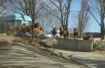 Beppu Kyushu Wildlife Safari Tour