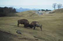 Beppu Kyushu Wildlife Safari Tour