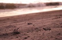 Release of Sea Turtles in Camp Tortuguero 