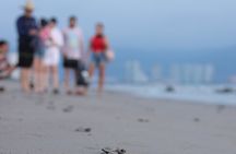 Release of Sea Turtles in Camp Tortuguero 