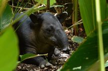 Hike in Corcovado National Park 