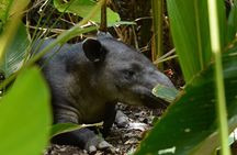 Hike in Corcovado National Park 