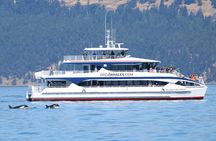 Guaranteed Whale Watch Tour from Anacortes