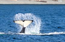 Guaranteed Whale Watch Tour from Anacortes