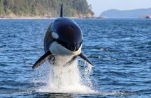 Guaranteed Whale Watch Tour from Anacortes