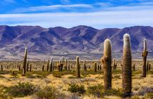 From Salta: Full-day tour to Cachi and Los Cardones National Park