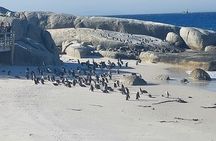 Private Tour: Table Mountain and Penguins visit