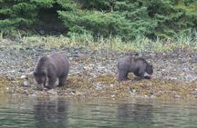 Sitka Sound Marine Wildlife Tour