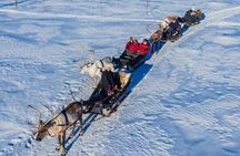 Reindeer Safari at a 200-Year-Old Rovaniemi Farm & Long Sled Ride
