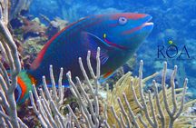 Roatan Zipline And Snorkel Adventure 