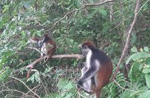 Half day Tour of Jozani Forest Mangroves
