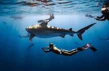 Dive with sharks in Oahu Hawaii: Educational Tour (No cage)