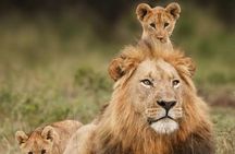 3 Days Mikumi Safari Adventures by Ferry from Zanzibar 