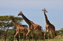 3 Days Mikumi Safari Adventures by Ferry from Zanzibar 