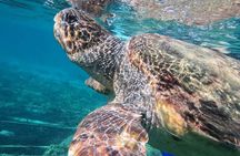 snorkeling ,Turtle Watching in Cyprus