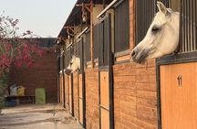 Horse Riding Experience in Riyadh | Tanomah | Jeddah | Al Ula