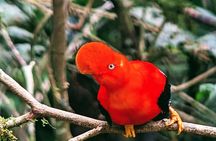 Manu jungle tours from Cusco (2 days).