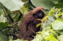 Manu jungle tours from Cusco (2 days).