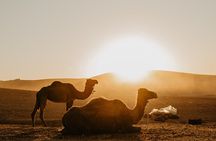 Agafay Desert : Quad Bike and Camel Ride