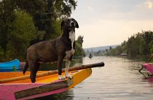 Xochimilco Fiesta with drinks and tacos without traps for tourists