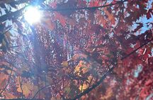 Adelaide City Highlights via Hahndorf Half-Day Tour