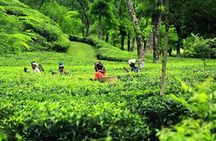 5 Days Private Bangladesh Tour Tea & Rainforest
