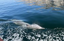 From Dubai, 2-Day Overnight Dhow Cruise Norway of Arabia Khasab