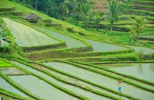 Ubud: Bali Swing, Tegalalang Rice Terrace & Ubud Palace & Market