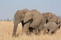 Overnight safari to Amboseli National Park from Nairobi