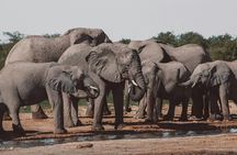 Overnight safari to Amboseli National Park from Nairobi