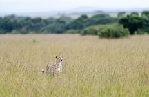 Nairobi 3 Day Maasai Mara Group Safari With a 4*4 Vehicle
