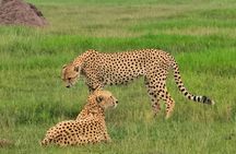 5 Hours Nairobi National Park and Giraffe Center