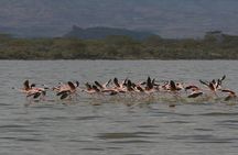 Nairobi Lake Nakuru National Park Full Day Tour