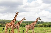 3 Days Maasai Mara Small Group Safari from Nairobi in a 4x4