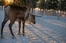 Levi Scenic Tour Reindeer Encounter and Snowshoe Adventure